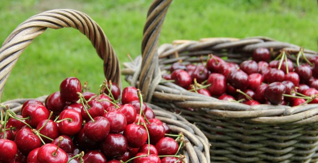 Aus Blüten werden die köstlichen Knubberkirschen