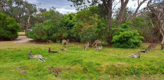 Kängurus in Australien