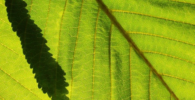 Blatt im Lichtspiel