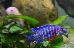 Blick in ien großes Schauaquarium mit einem blauen Malawi-Buntbarsche im Vordergrund, im Hintergrund ein hellrosa farbener