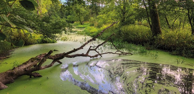 Duvenstedter Brook