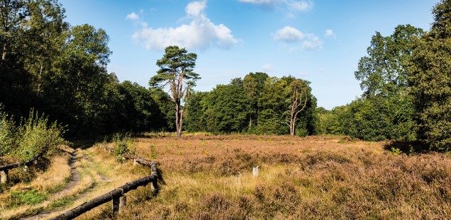 Wittenbergener Heide