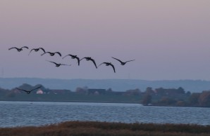 Foto von Simon Arndt, Vogelschwarm in der Dämmerung