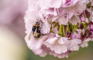 Foto von Simon Arndt, Hummel auf einer Zierkirschenblüte