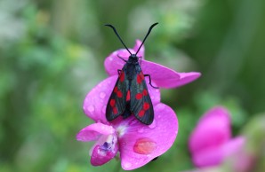 Ein Blutströpfchen aus der Familie der Nachtfalter, sitze auf einer lilafarbenen Orchidee