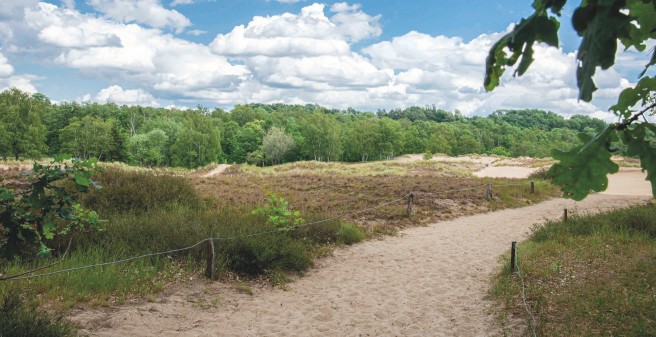 ein sandiger Weg schlängelt sich durch die Heidelandschaft, im HIntergrund Wald. Der HImmel ist hellblau mit Schäfchenwolken