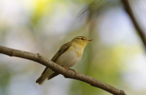 ein Waldlaubsänger, ein zarter Vogel mit gelb/grünem Federkleid sitzt auf einem Ast