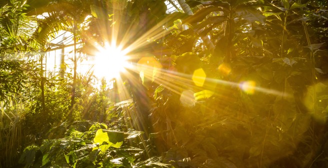 Blick durch ein Blätterdach zu einem Sonnenstrahl