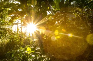 Im Tropengewächshaus, Licht fällt durch das Palmendach