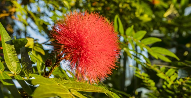 Tropengewächshaus, eine knallrote zarte exotische Blüte 