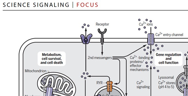 Quelle: Parys JB, Guse AH. Full focus on calcium. Sci Signal. 2019 Sep 17;12(599):eaaz0961.