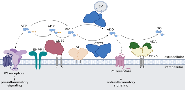 Purinergic signaling