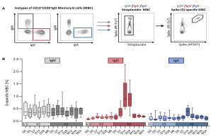 Binding and neutralizing antibodies after vaccination