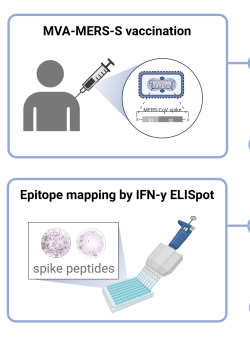 Graphical abstract