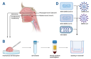 Workflow tonsil organoids