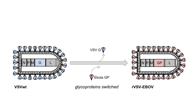 rVSV-ZEBOV 