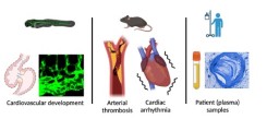 Endothelial Cell Biology