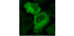 Characterization of YopM