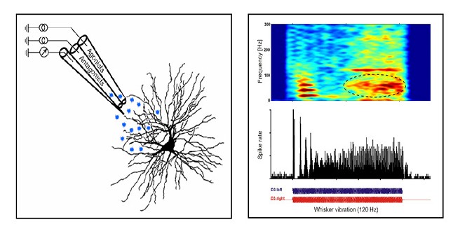 Research Group "Somatosensory Neurophysiology"