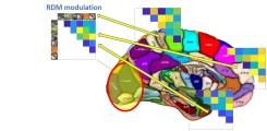 rdm modulation