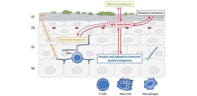 TJ_und_Stratum_corneum_1