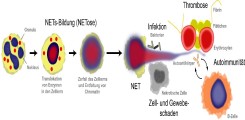 Bildung und Funktionen von Neutrophil Extracellular Traps