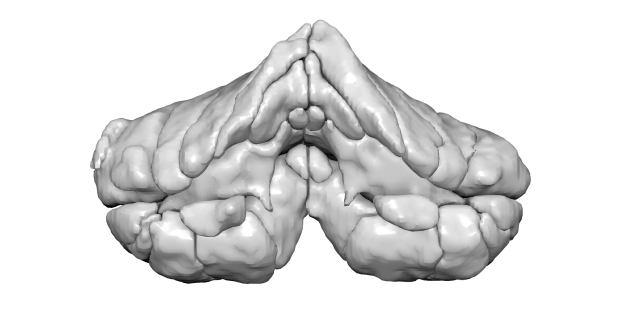 Cerebellum