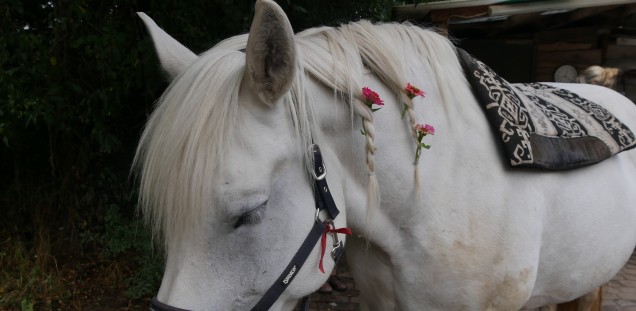 Pferd mit Blumen