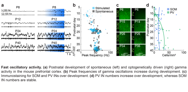 Figure Fast oscillatory activity.