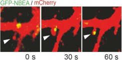 NBEA and KIF21B regulate synaptic NMDA receptor recycling