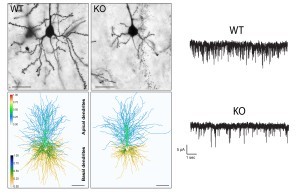 Golgi-stained neurons of prefrontal cortex, heat maps and mEPSCs